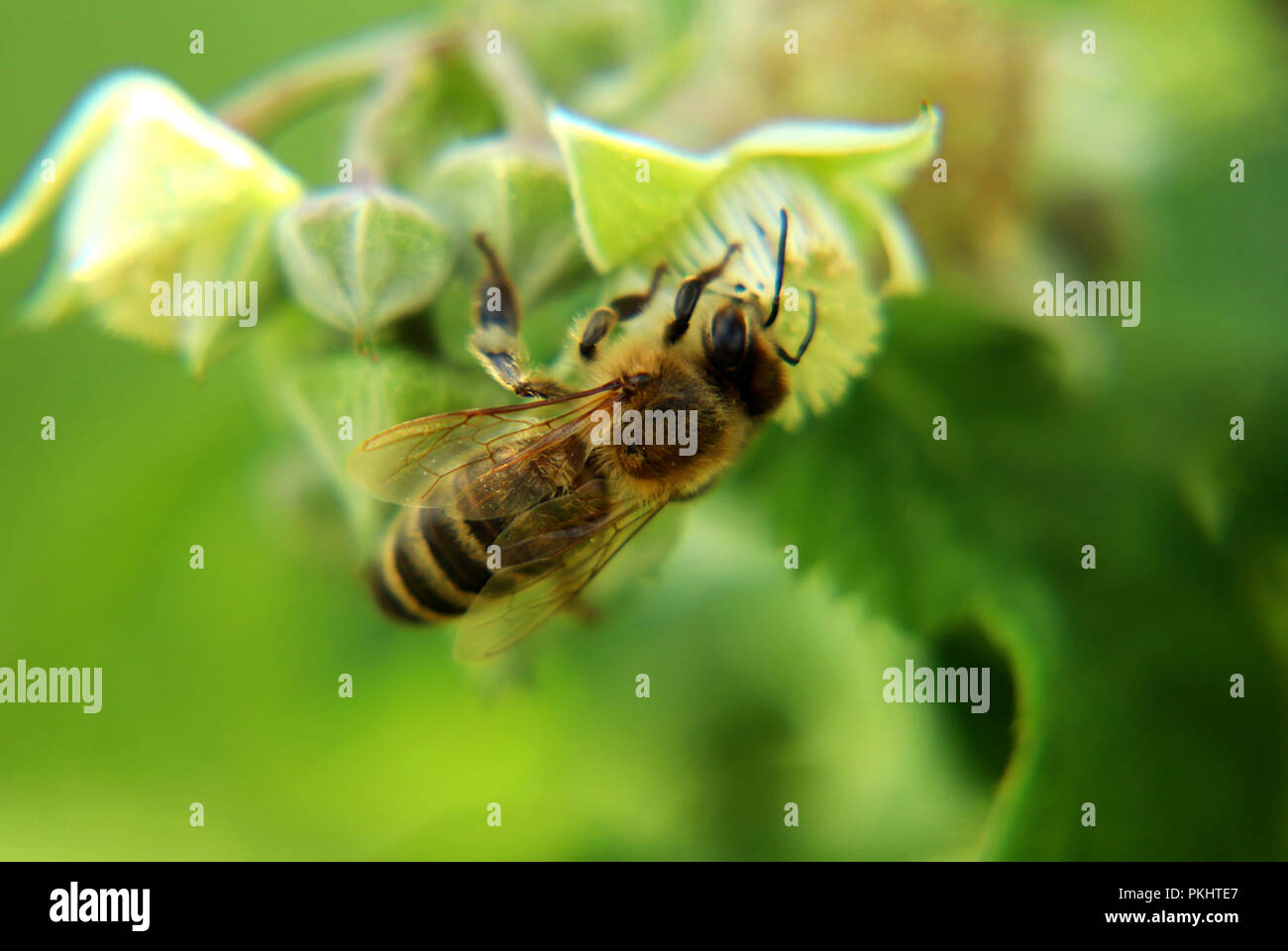 A beautiful wings full of pollen western honey bee, Apis mellifera