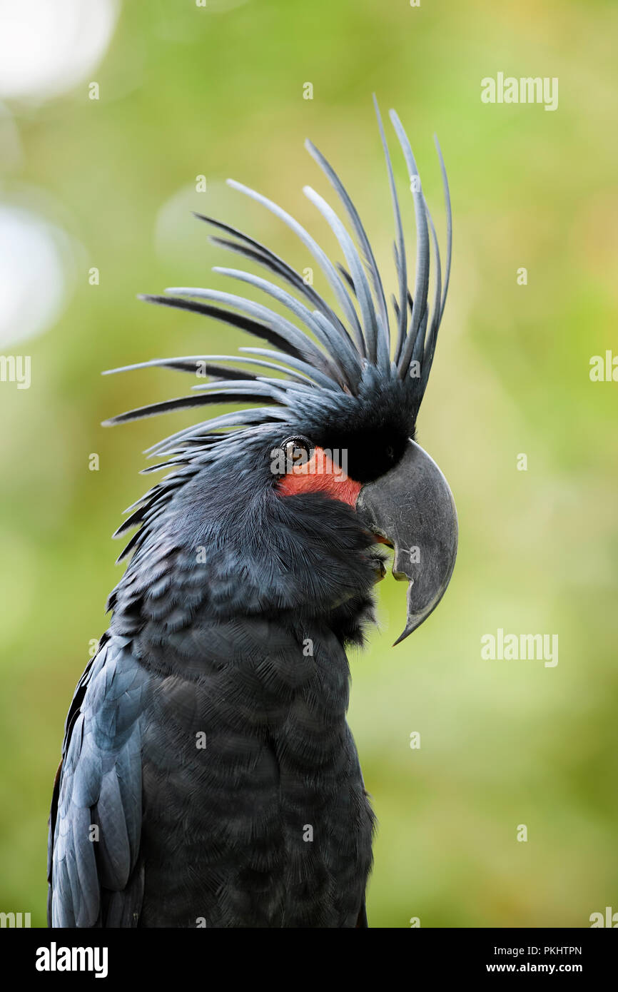 Palm Cockatoo - Probosciger aterrimus, large black unique cockatoo parrot from Indonesian and Australian forests and woodlands. Stock Photo
