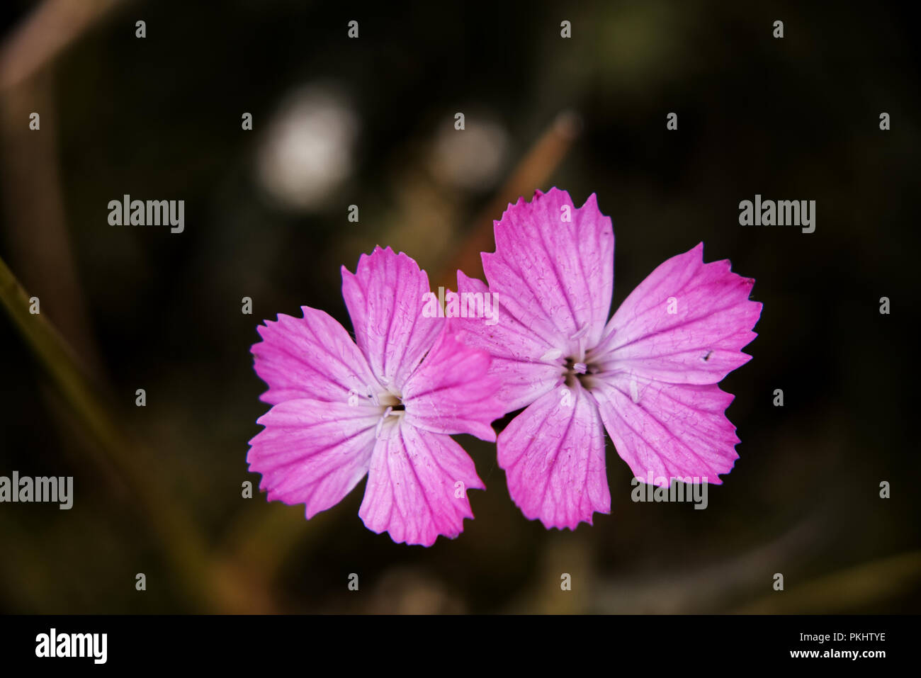 A beautiful two blooms of Dianthus sylvaticus in Slovakia grassland in Mala Fatra Stock Photo