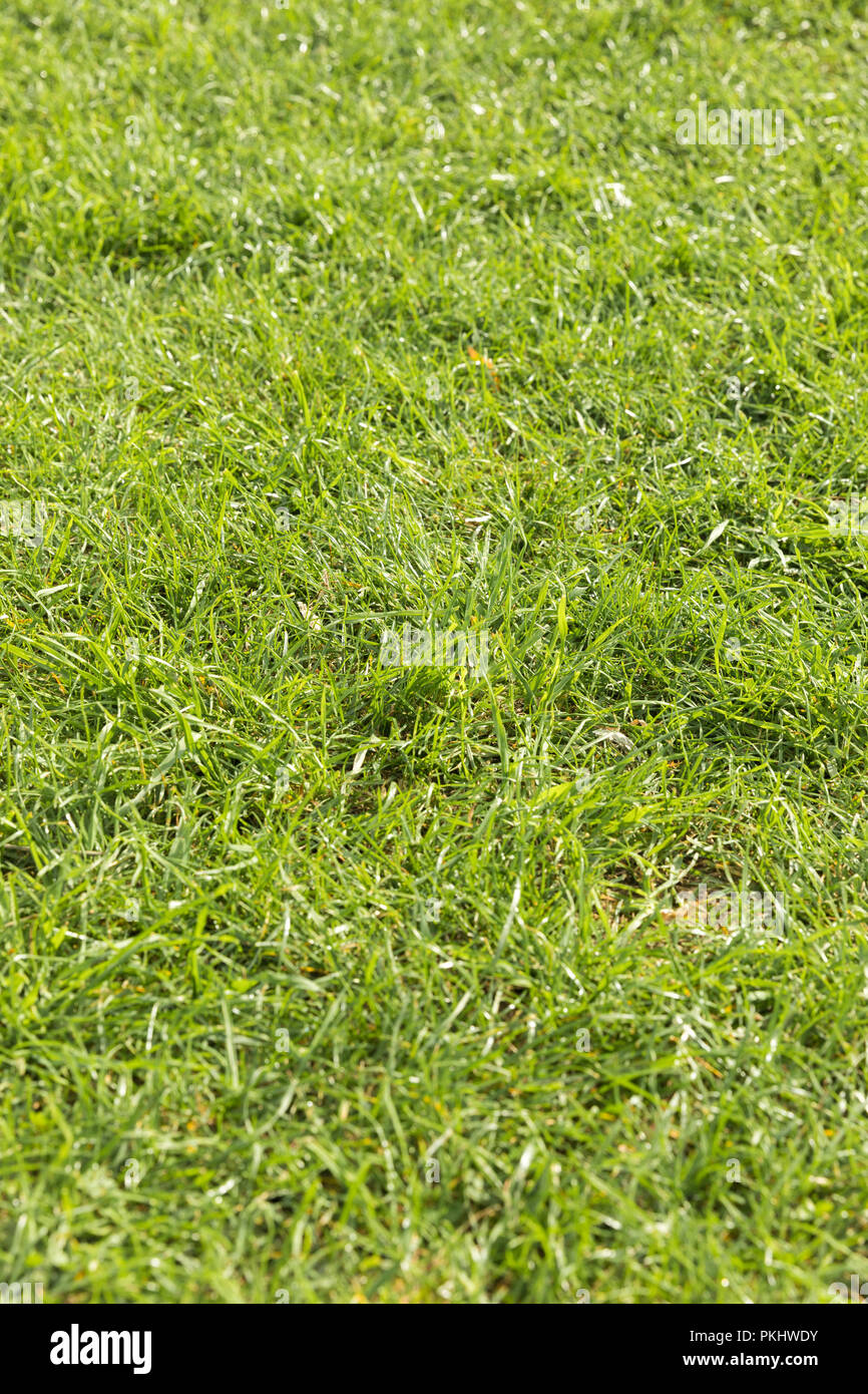 Background with green grass close up Stock Photo - Alamy