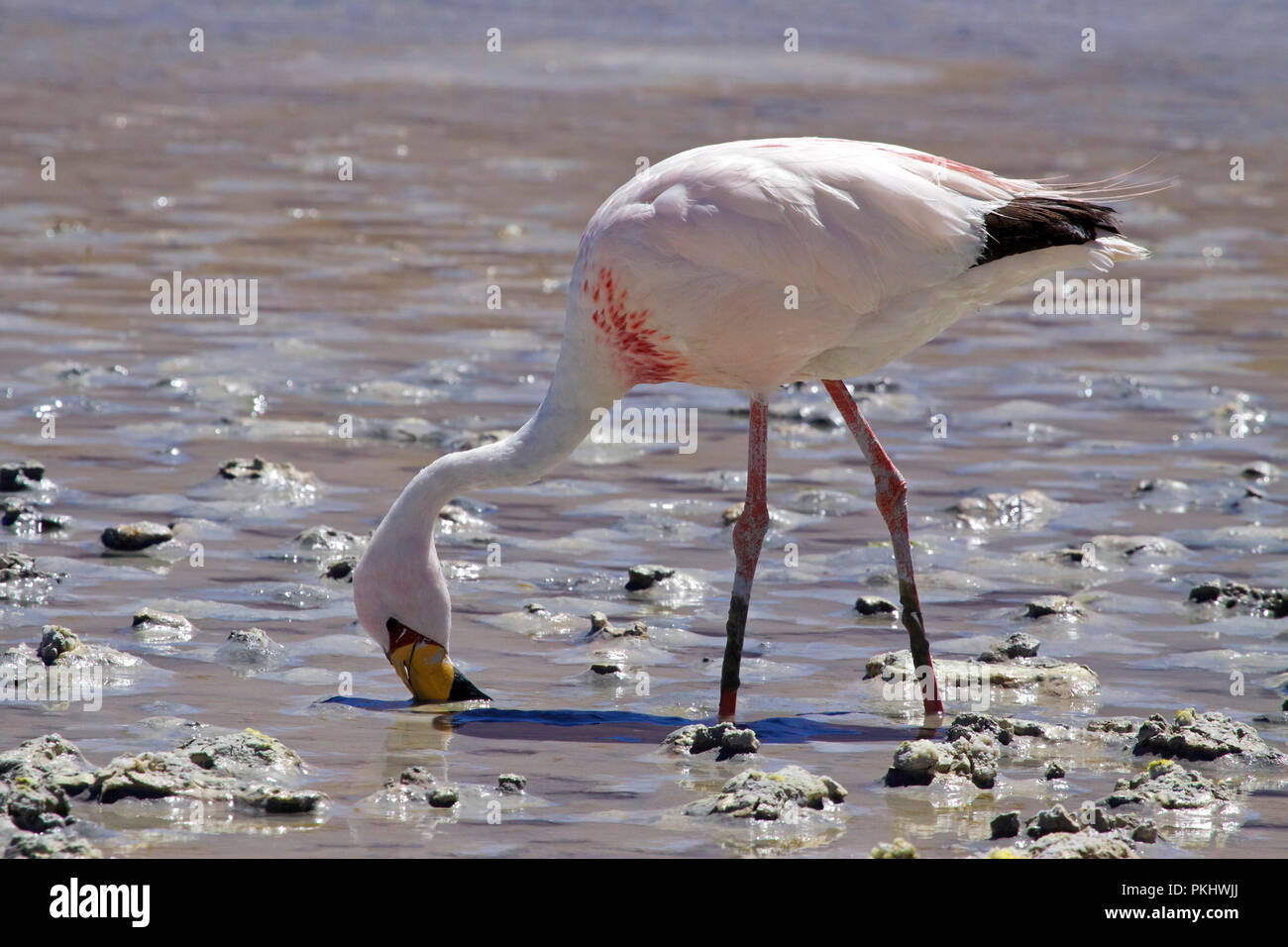 James's Flamingo (Phoenicopterus jamesi), also known as the Puna Flamingo, is a South American flamingo. Laguna Blanca, Bolivia. Stock Photo
