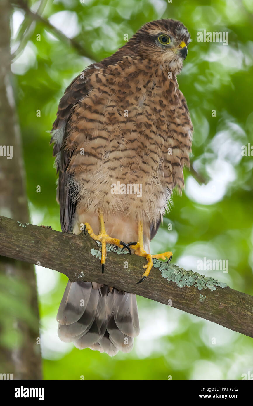 The Eurasian (or Northern) Sparrowhawk (Accipiter nisus); Sweden Stock Photo
