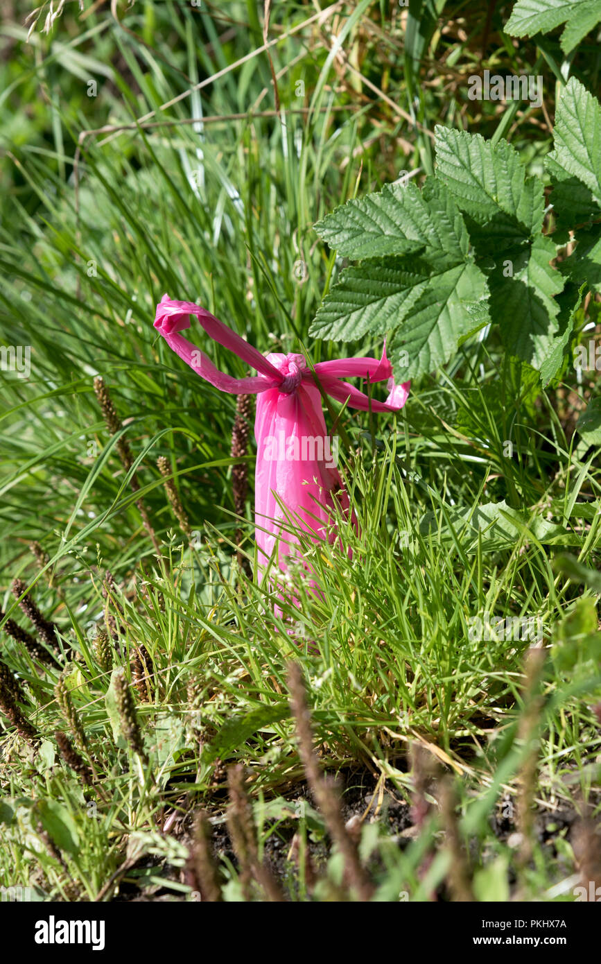 Dog poo bag abandoned on a footpath in the countryside, Wharfedale in the Yorkshire Dales National Park, UK. Stock Photo