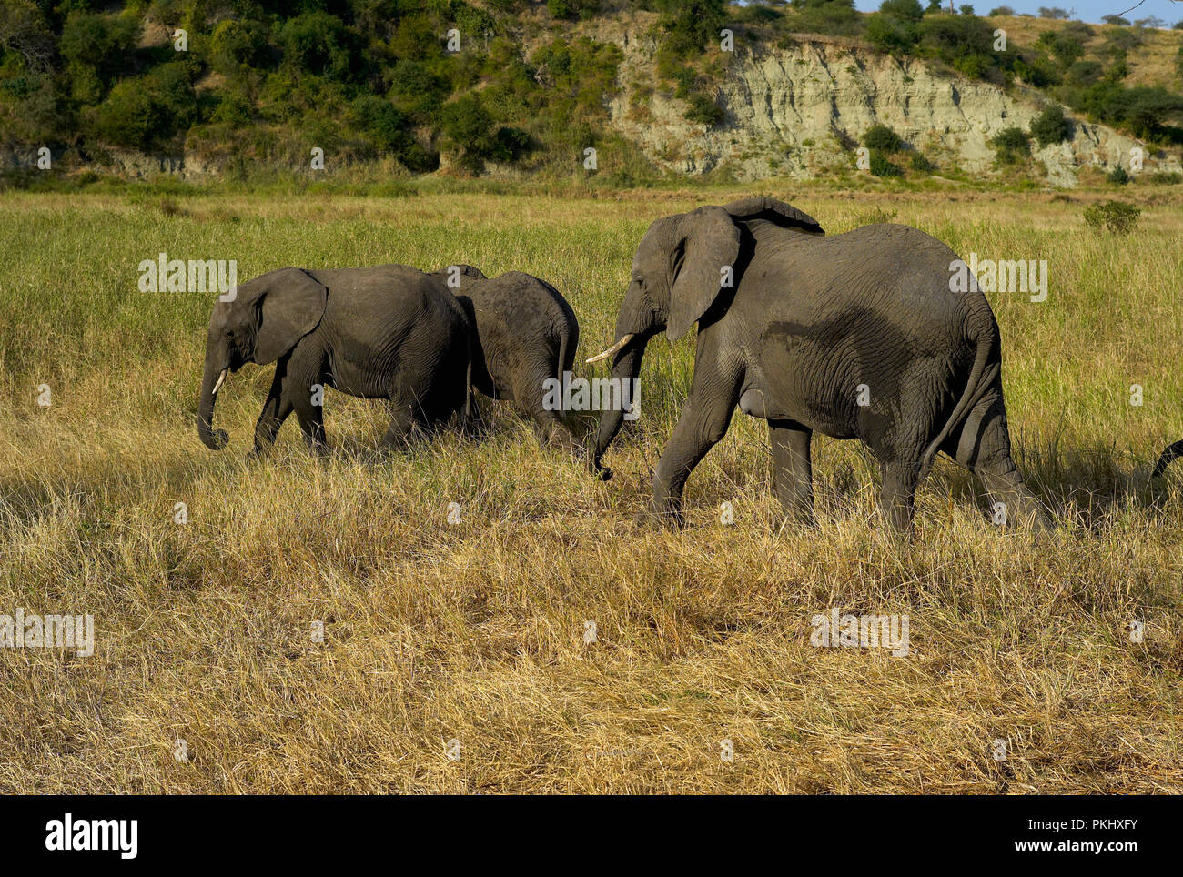 Three Elephants in Tarangire National Park, Tanzania, Africa Stock Photo
