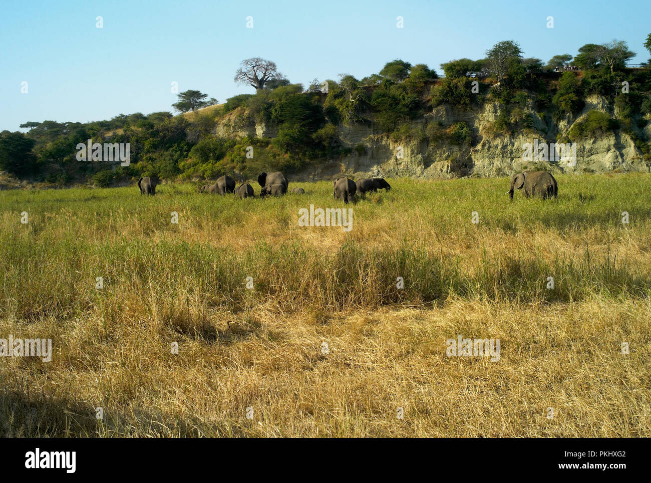 Herd of African Elephants in Tarangire National Park, Tanzania, Africa Stock Photo