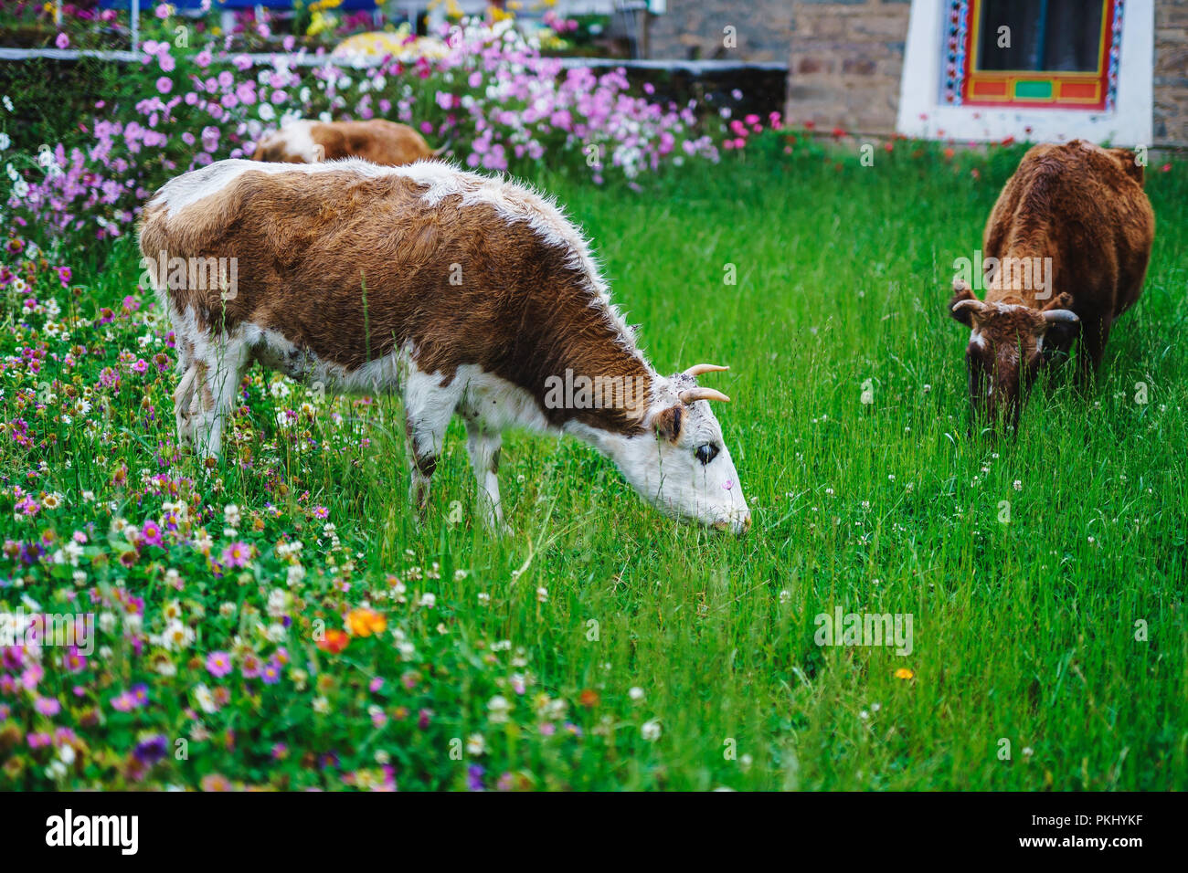 Cows eat grass in the garden Stock Photo Alamy