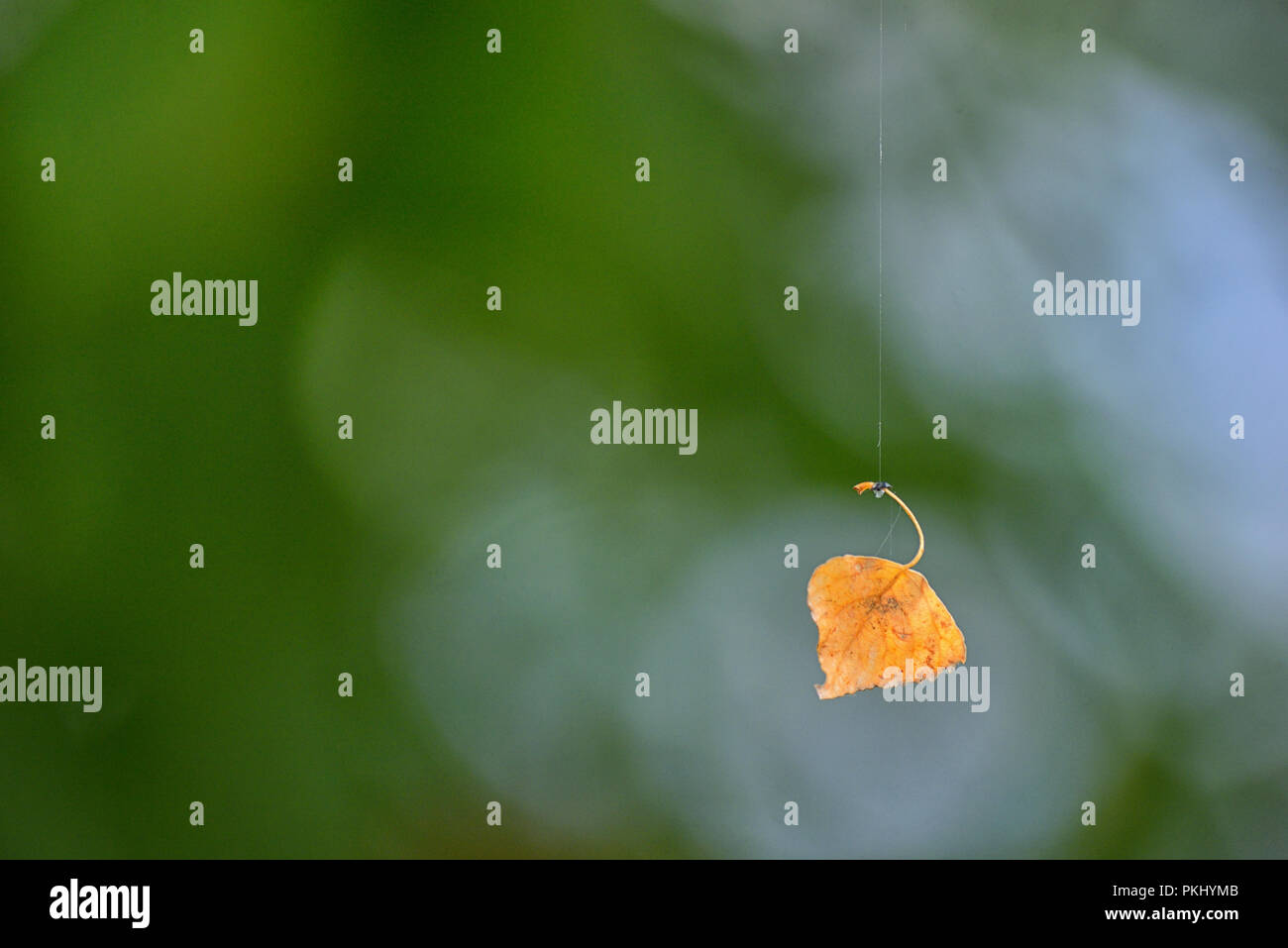 Single old leaf hanging on spiderweb in a forest Stock Photo
