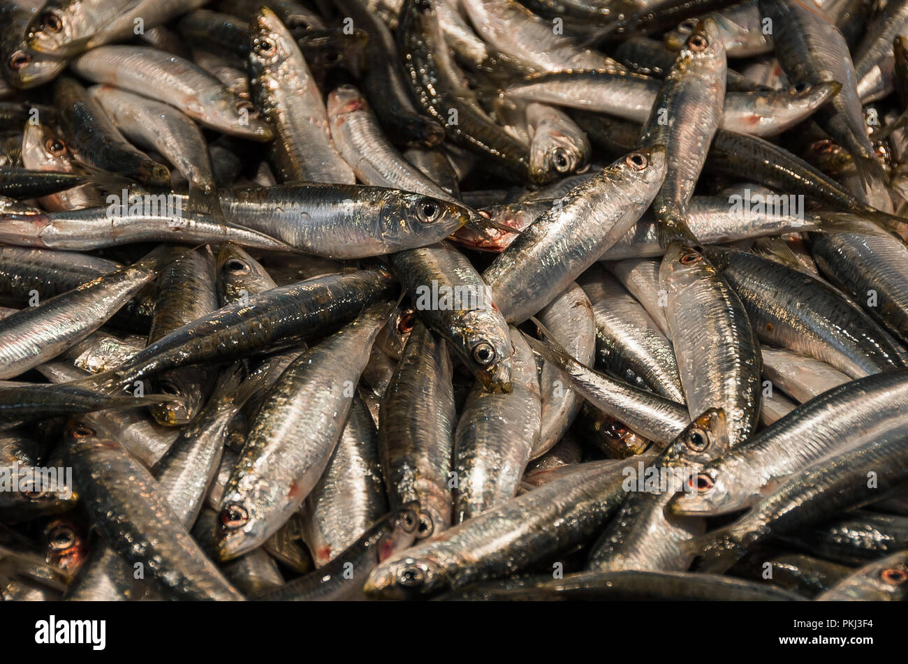 Anchovy at the fish market Stock Photo