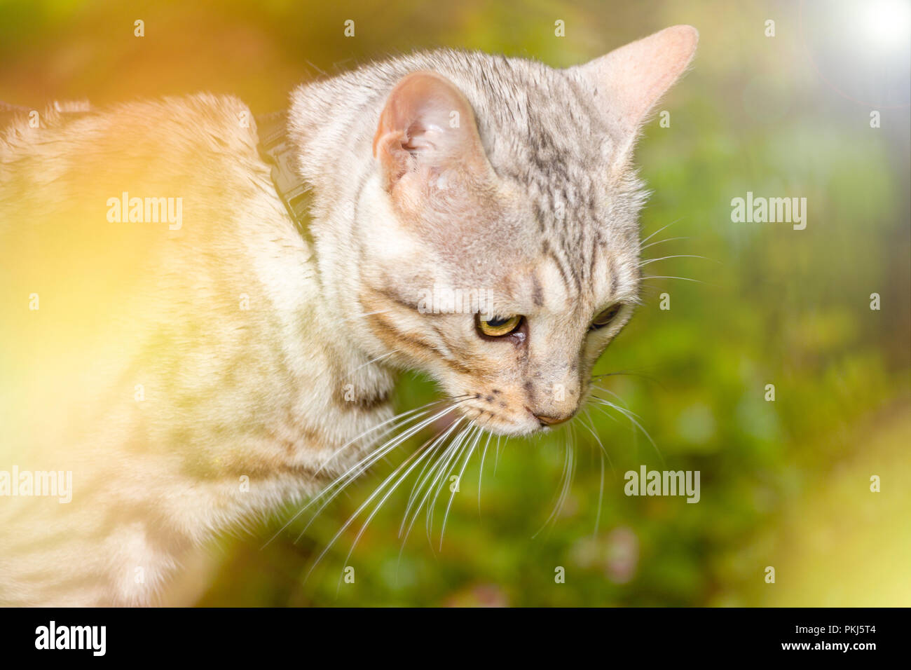 Beautiful male silver Bengal cat kitten portrait outdoors with sun flare Stock Photo