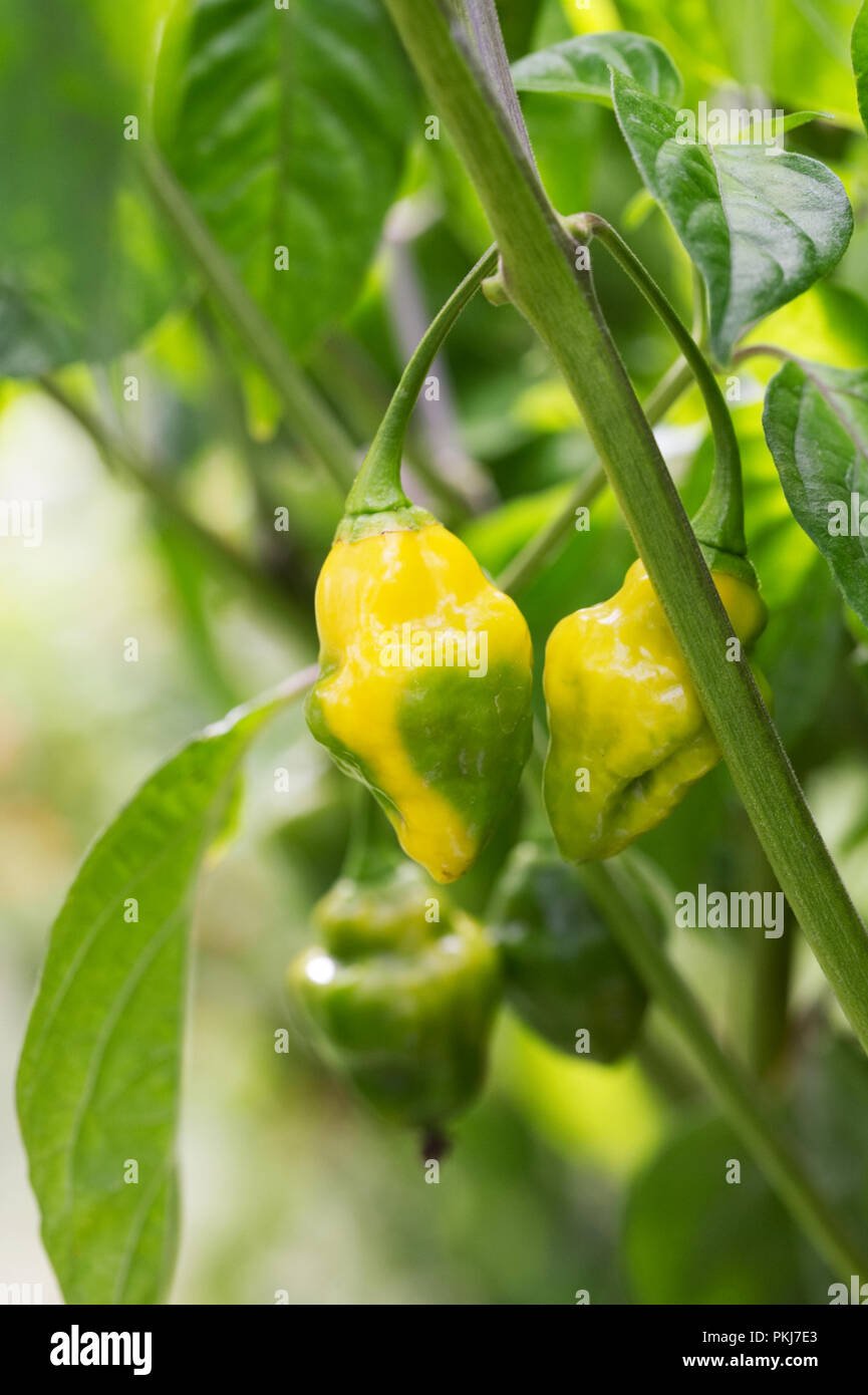 Capsicum chinense 'Yellow Bumpy' fruit. Stock Photo