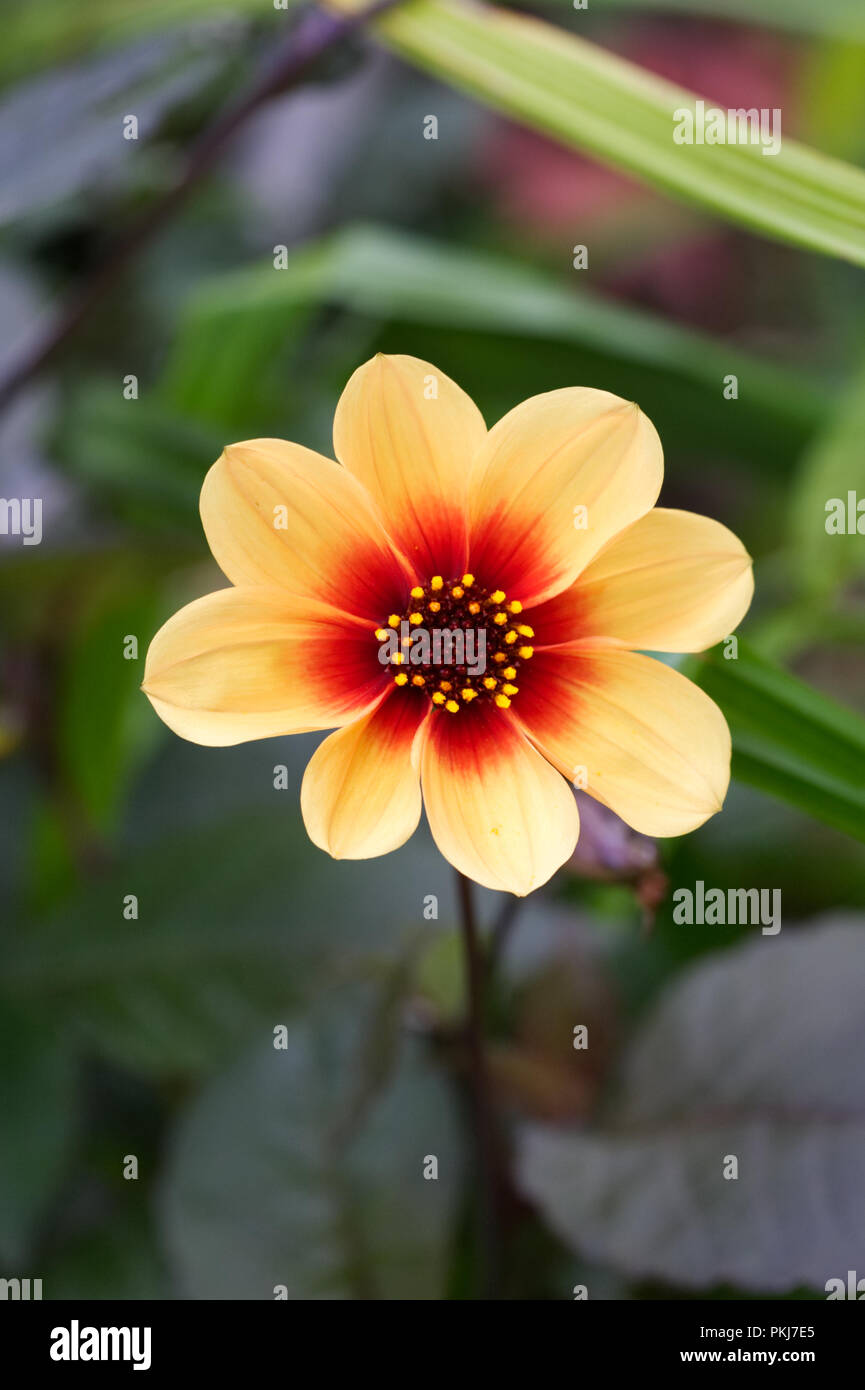 Dahlia 'Happy Single Date' flower. Stock Photo