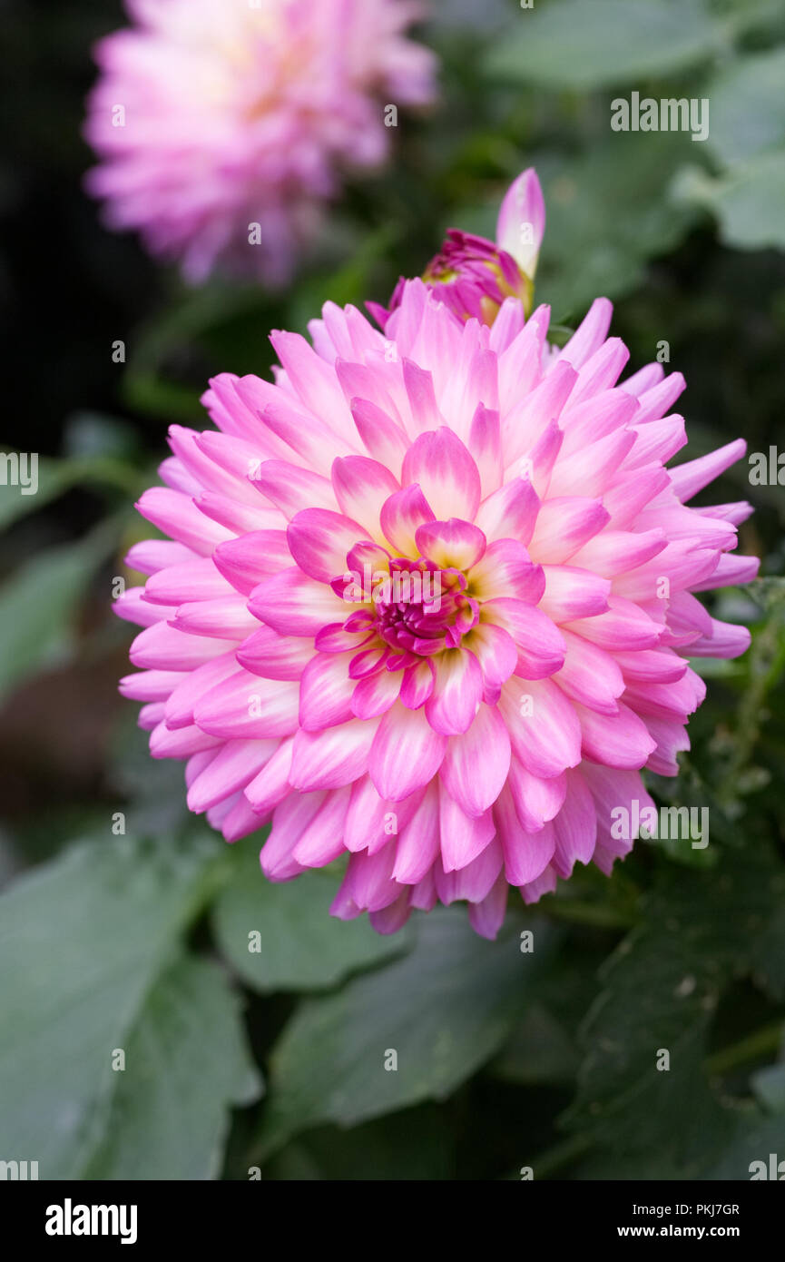 Dahlia 'Pink Perfection' flower. Stock Photo