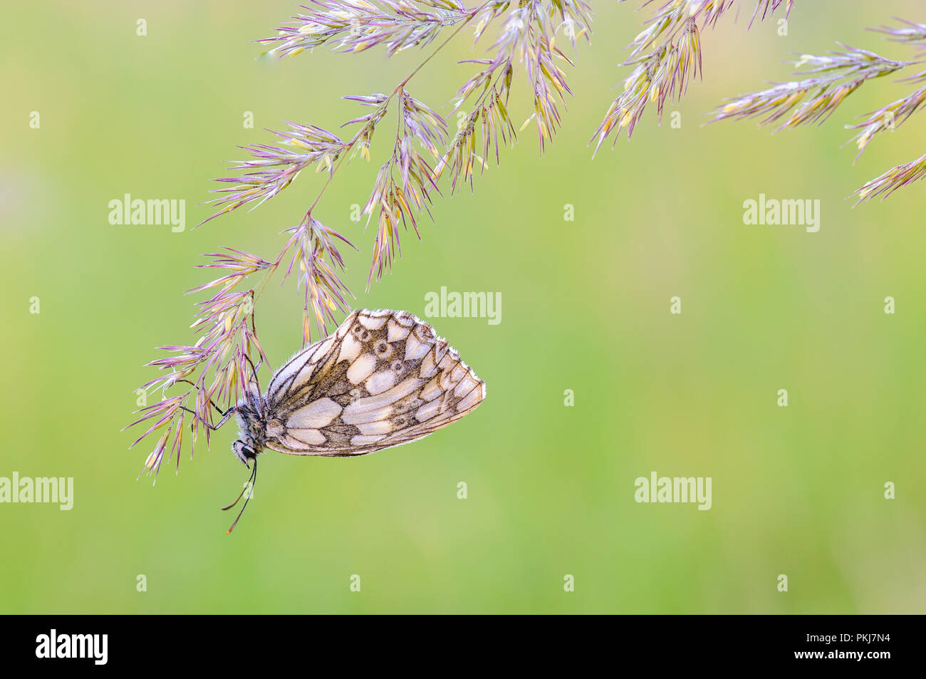 Marbled White butterfly roosting Stock Photo