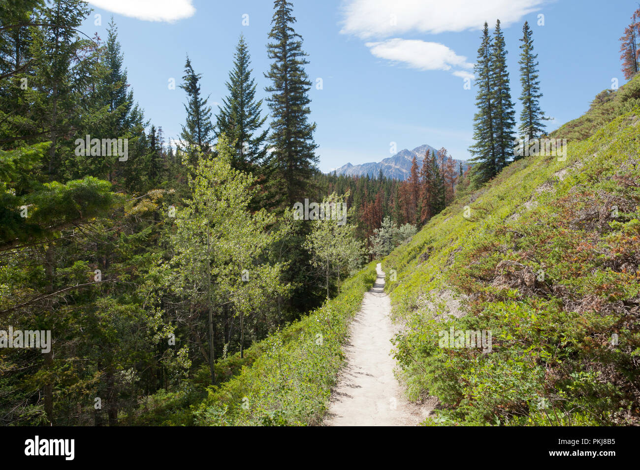 Hiking trail, Jasper National Park, Alberta Canada Stock Photo