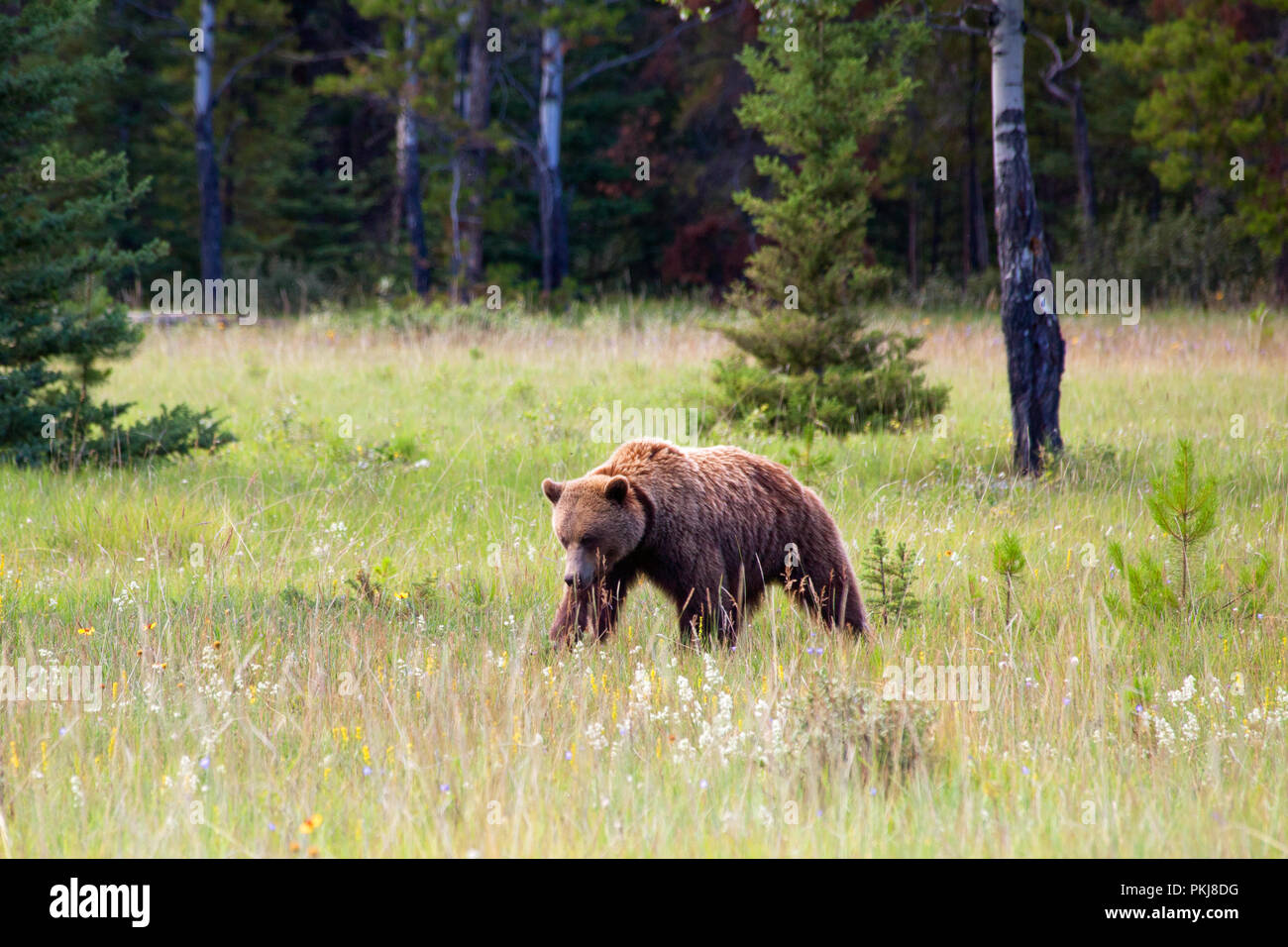 Large adult grizzly bear (Ursus arctos) walking in a meadow in Jasper National Park. Alberta, Canada. Stock Photo