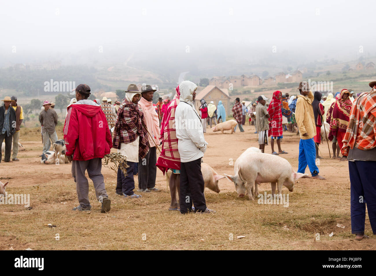Pig market in Madagascar,Africa Stock Photo Alamy