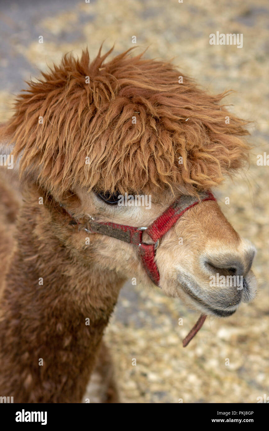 A la verdad bestia Accidental Cool hair doo on Alpaca Stock Photo - Alamy