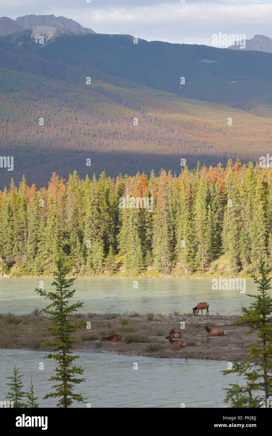 Elk (Cervus canadensis) resting near the Athabasca River in Jasper National Park. Alberta, Canada. Stock Photo