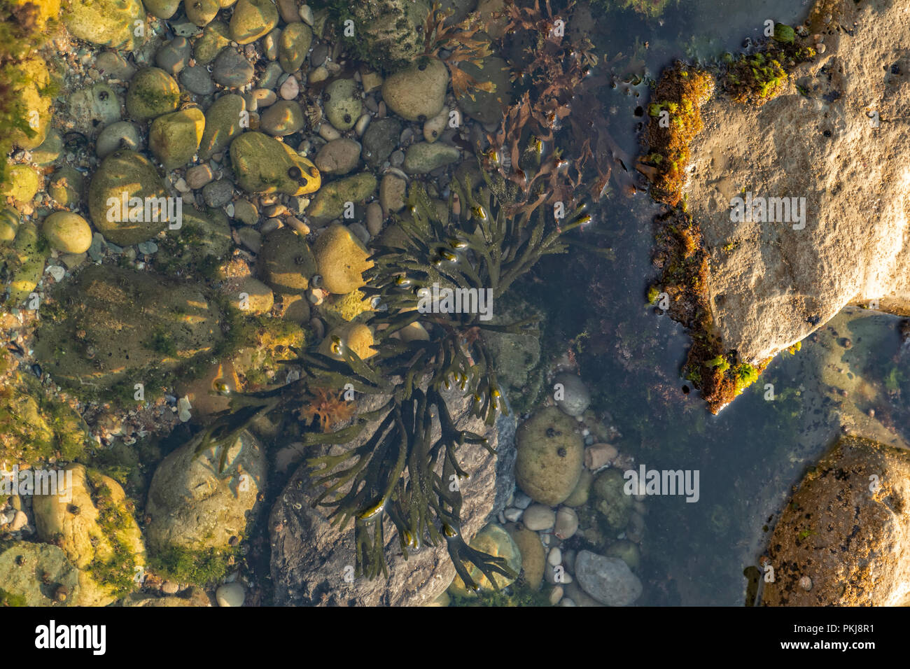 Growing algae on rock low hi-res stock photography and images - Alamy
