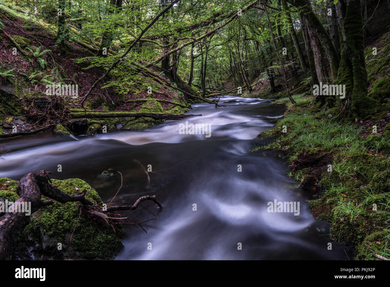 Green mossy woodland in wales hi-res stock photography and images - Alamy
