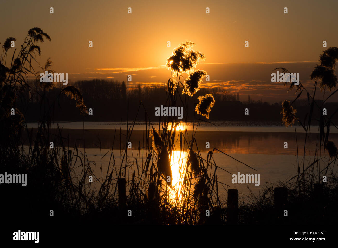 Typical vegetation found on the banks of rivers and lakes taken against a sun setting which highlights the contours Stock Photo