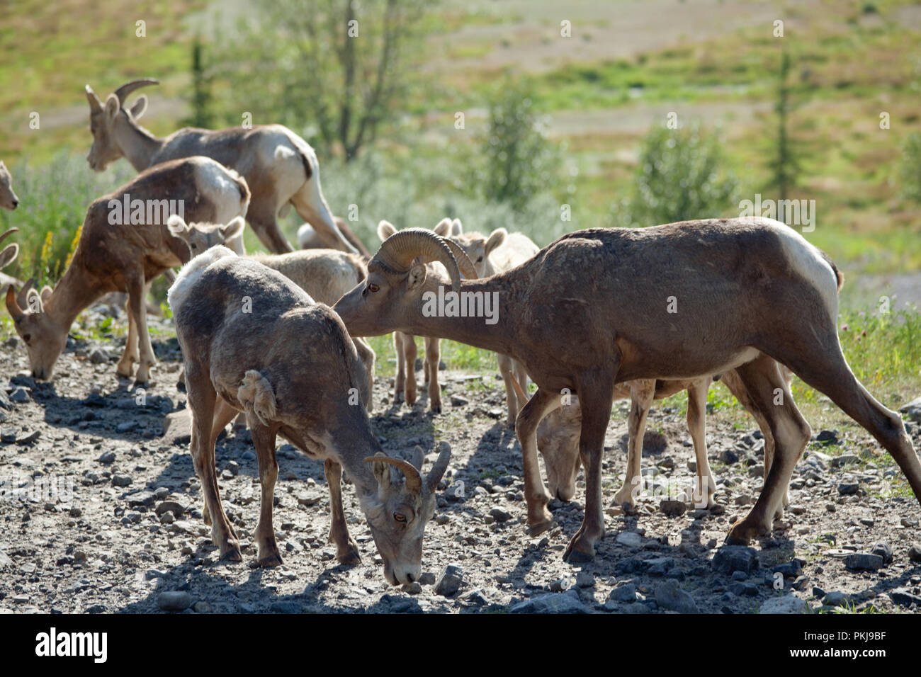 Bighorn sheep (Ovis canadensis) with ewes Stock Photo