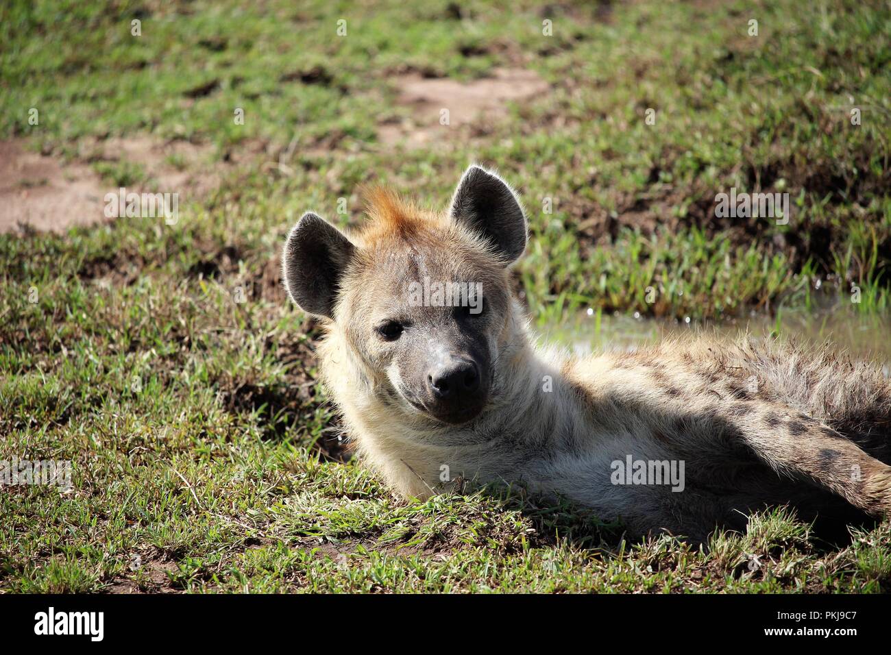 spotted hyena Stock Photo