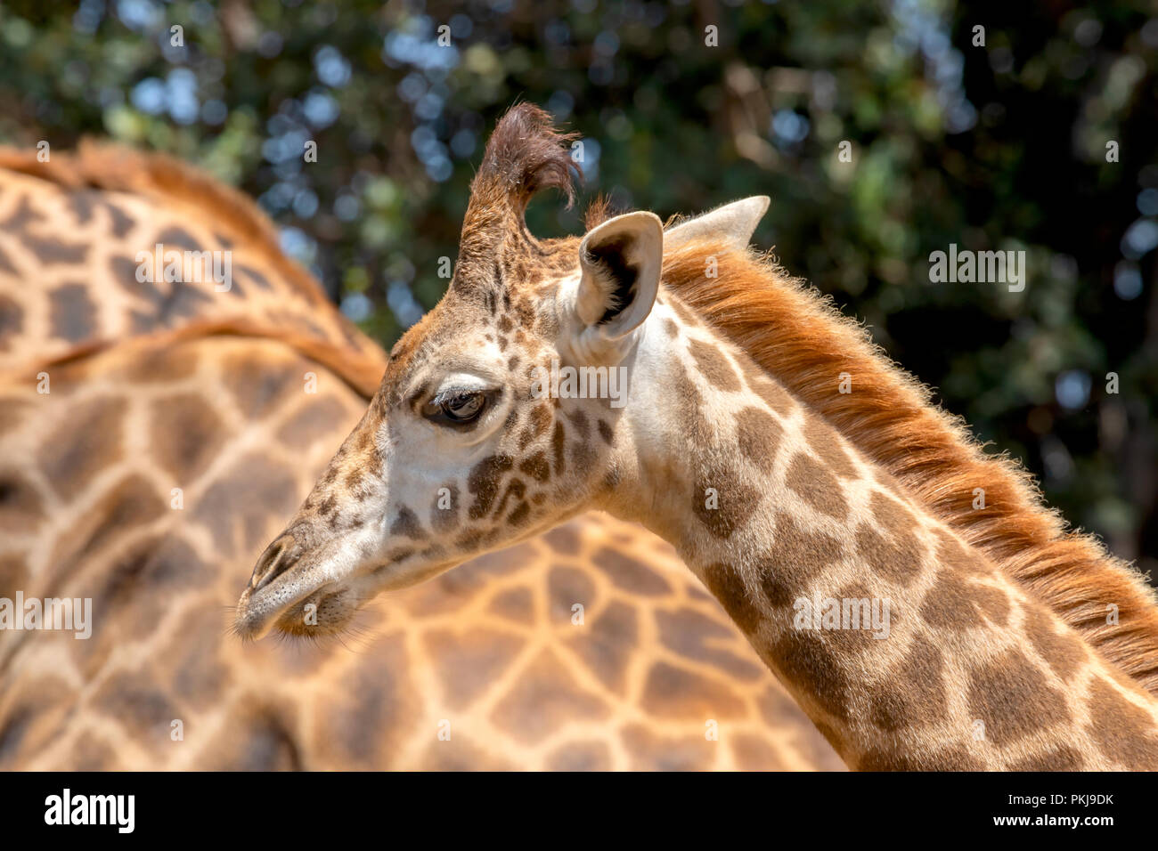 One year old giraffe with her parents Stock Photo