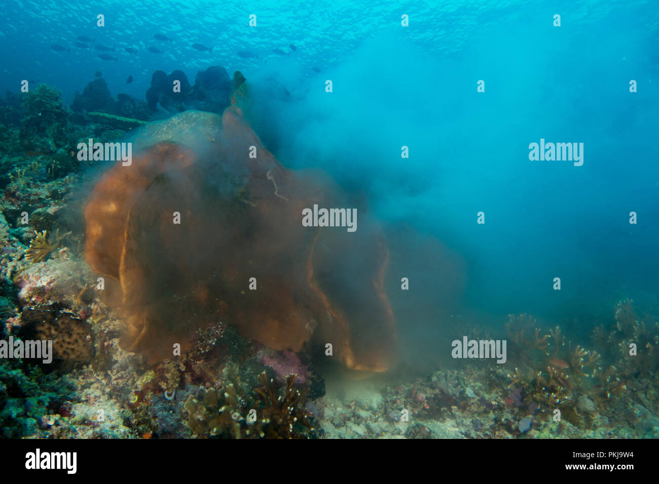 Giant sponges (species unknown) broadcast spawning on shallow tropical reef. Taken in Komodo National Park, Indonesia. Stock Photo