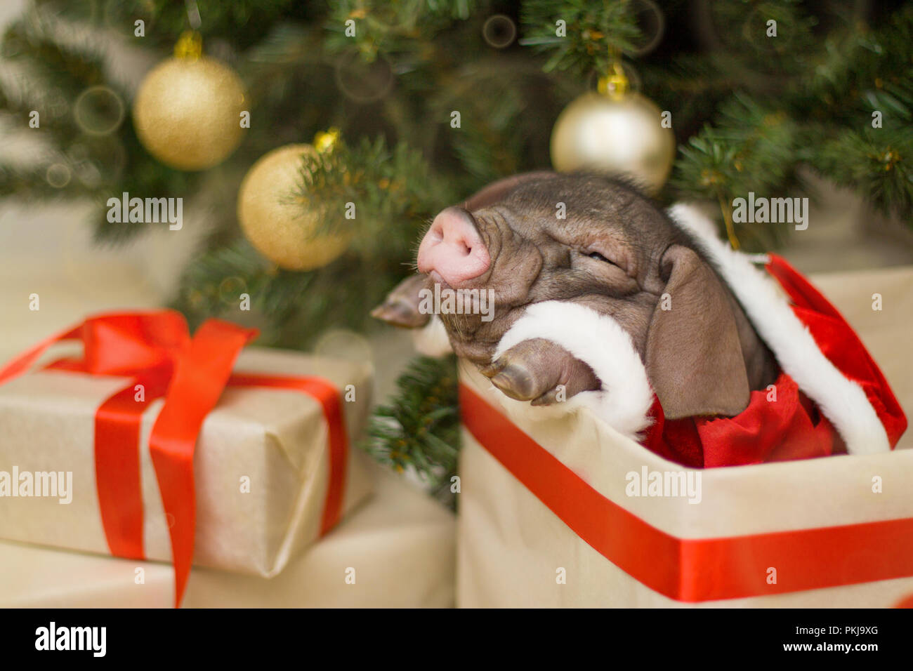 christmas and new year card with cute newborn santa pig in gift present box decorations symbol of the year chinese calendar fir on background - Chinese Christmas Decorations christmas and new year card with cute newborn santa pig in gift present box decorations symbol of the year chinese calendar fir on background - Chinese Christmas Decorations