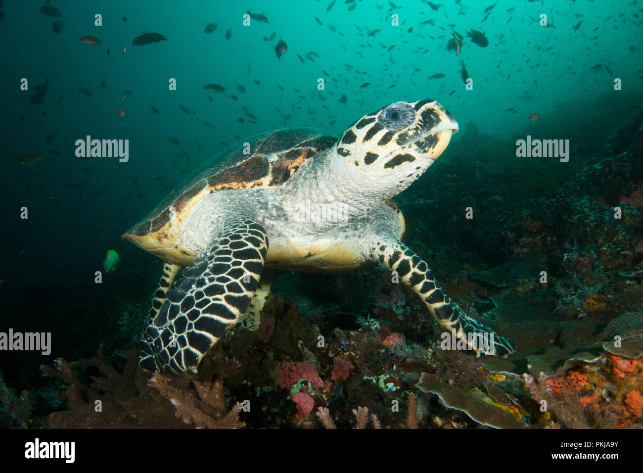 A hawksbill sea turtle - Eretmochelys imbricata - on the coral reef. Taken in Komodo National Park, Indonesia. Stock Photo