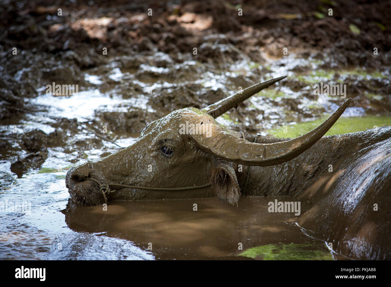 Portrait of a water buffalo (Bubalus bubalis) enjoying a mud bath (Kratie province - Cambodia - Asia). Stock Photo