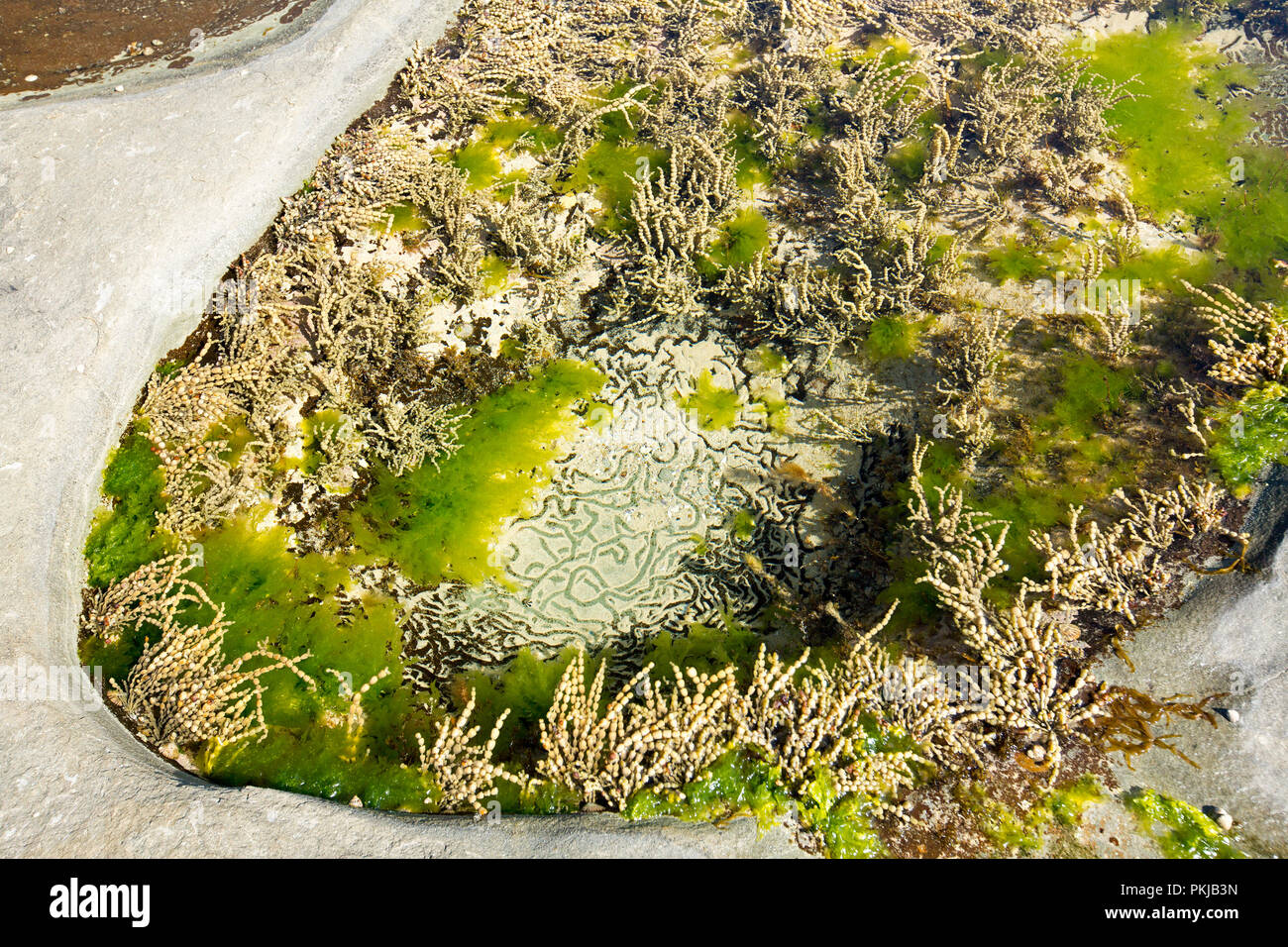 Native Aquatic Plants (Potamogeton Growing In Joffre 43 OFF