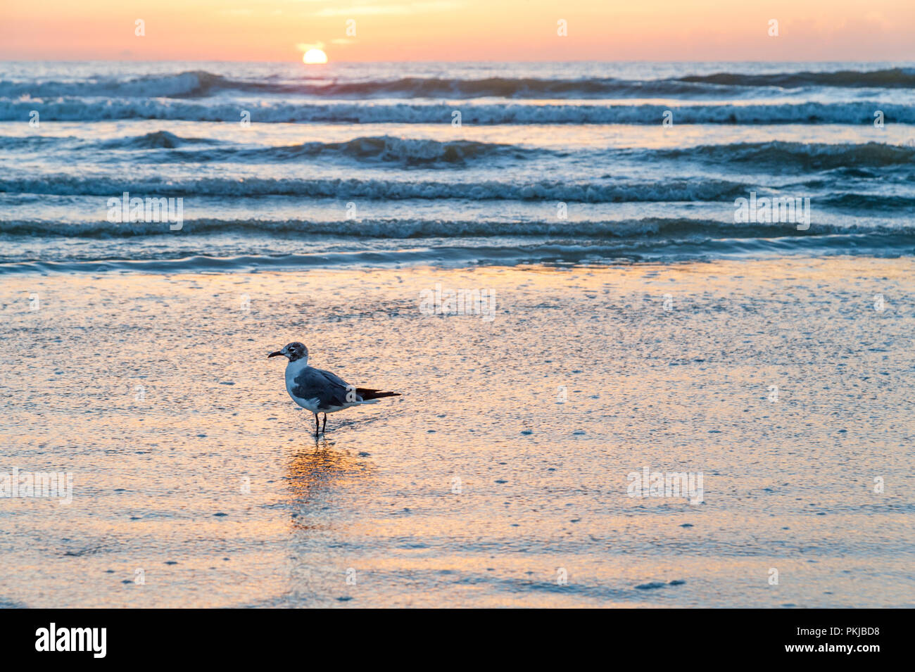 Colorful Atlantic Ocean sunrise on Florida's East Coast at Jacksonville Beach. (USA) Stock Photo