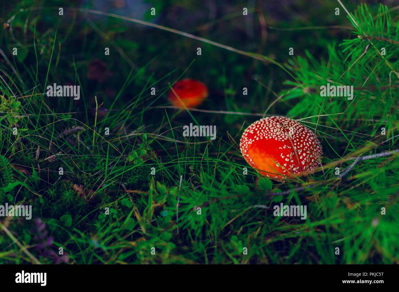 Beautiful and colorful amanita dangerous mushrooms with bright red head. Stock Photo