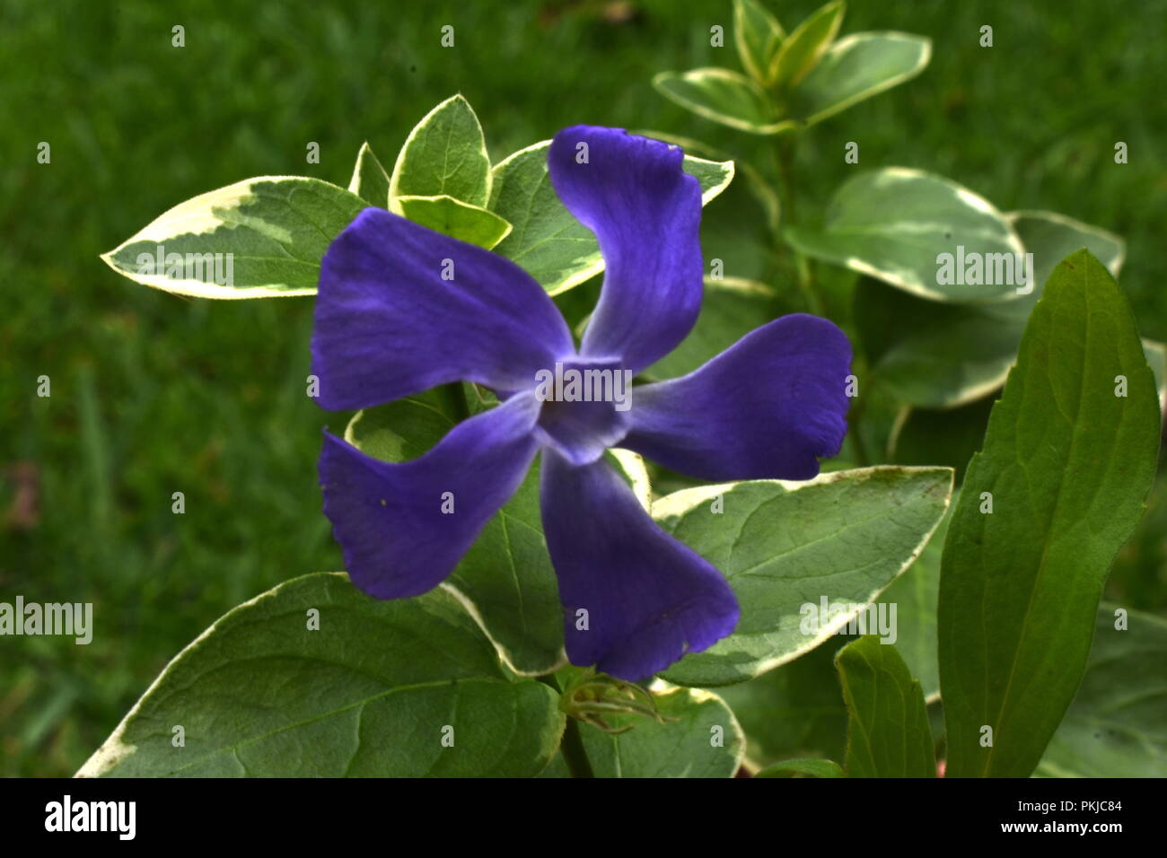 Two toned yellow flower hi-res stock photography and images - Alamy