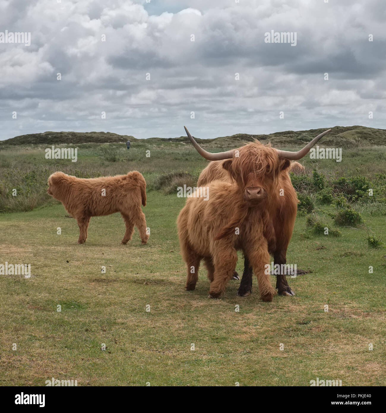 Illustration shows Scottish Highland cow and calf in the Dunes of Texel, Monday 16 May 2016, Texel, the Netherlands. Stock Photo