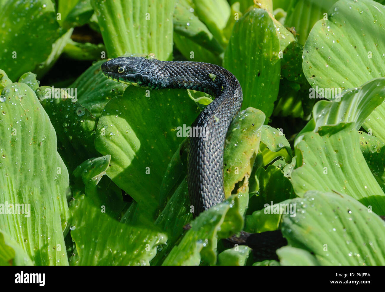 Mexican Gartersnake (Thamnophis eques) on water hyacinth in Lake Chapala, Jocotopec, Jalisco, Mexico Stock Photo