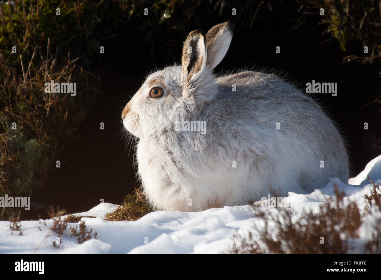 A mountain hare in white winter coat shelters on the sunny side of  a peat grough on the high moors of the Peak District. Stock Photo