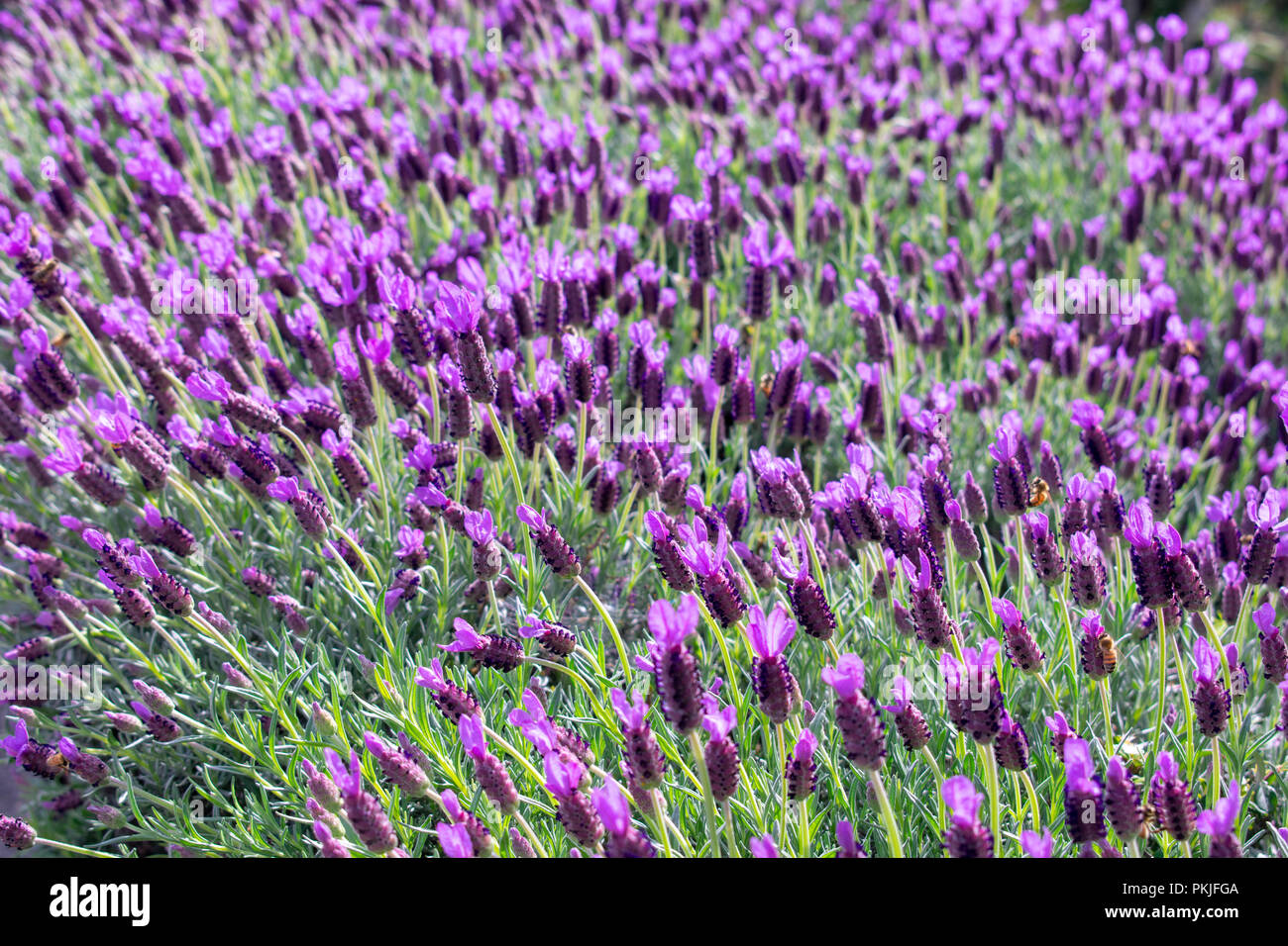 Hidcote Blue Lavender Field Stock Photo