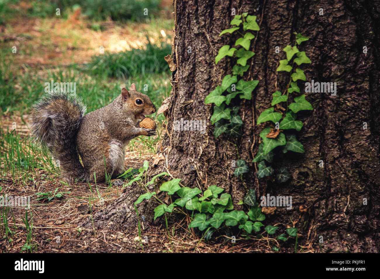 Tiny squirrel eats a walnut behind an oak tree Stock Photo