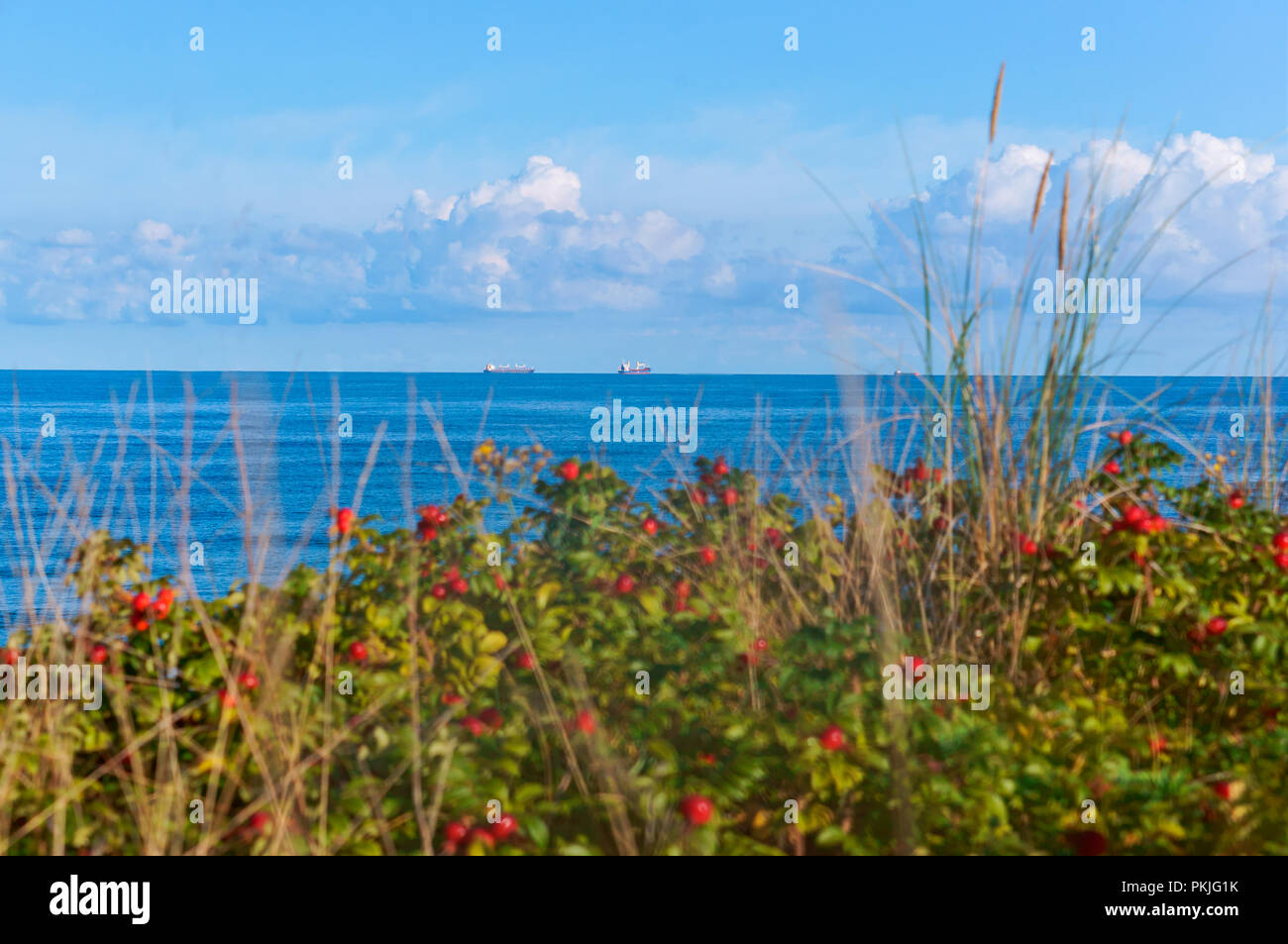 rosehip bushes on the beach, two ships on the horizon Stock Photo