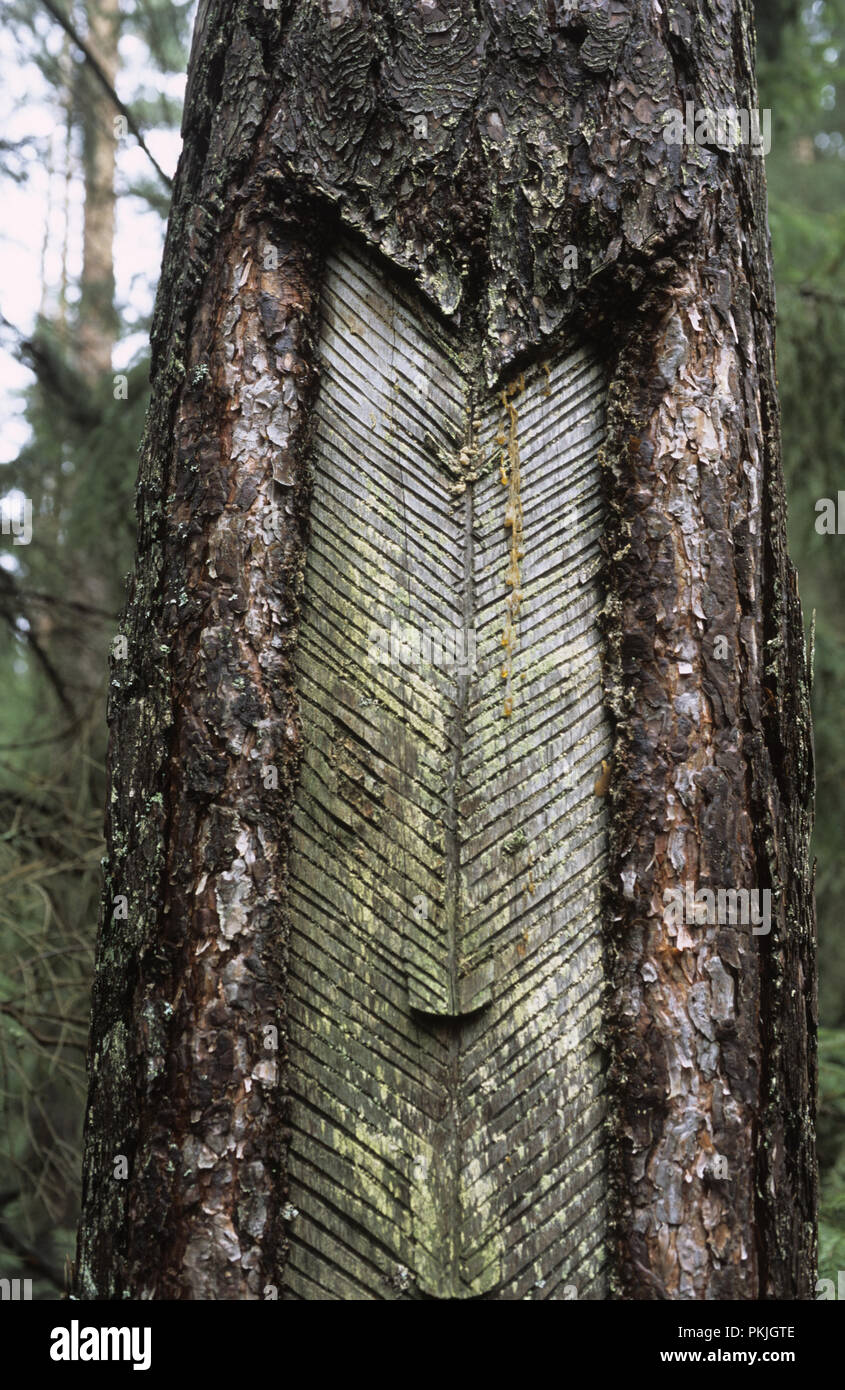 Traditional resin tapping in trunk of Scots Pine tree in Augustowska forest in north east Poland Stock Photo