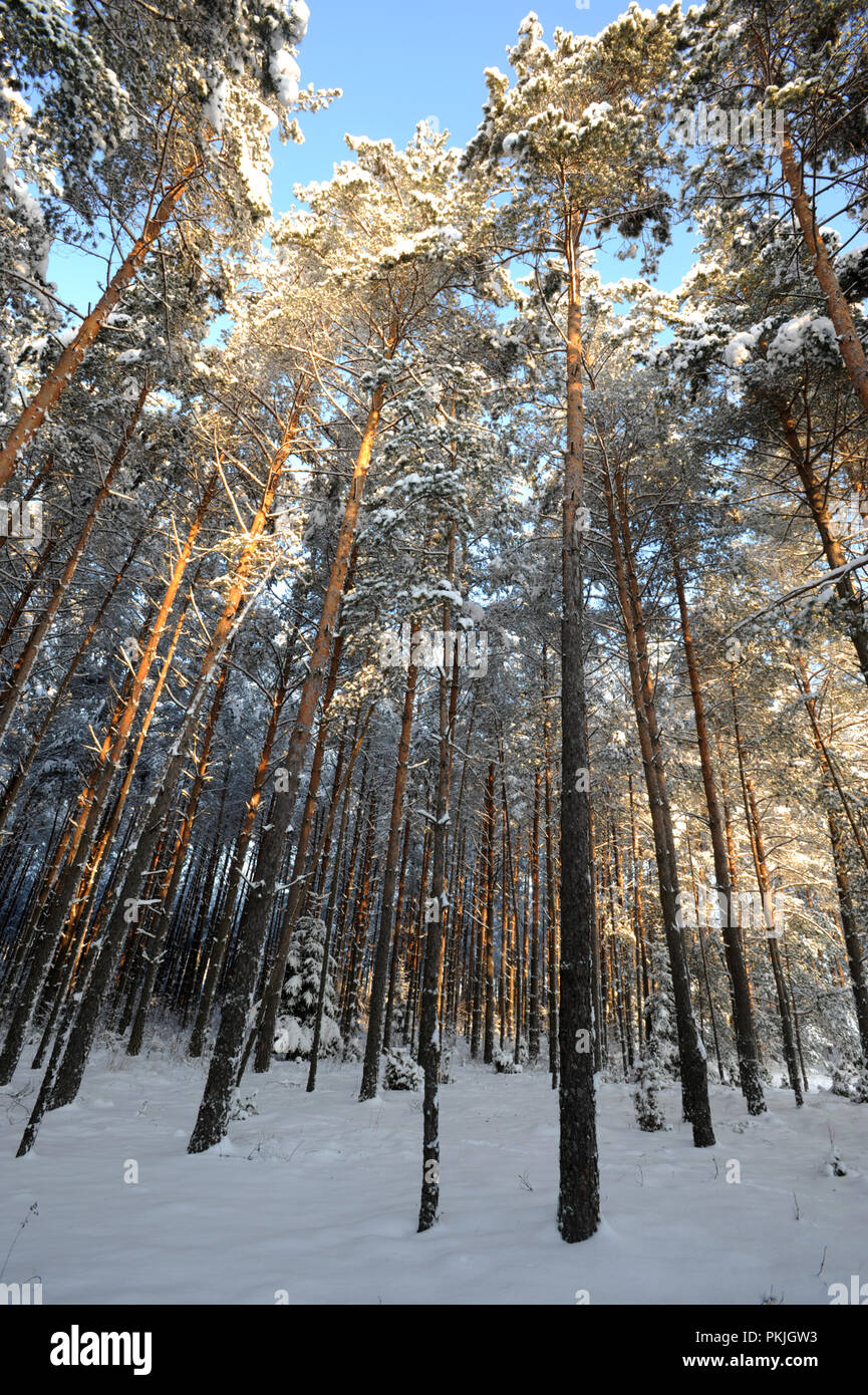 Winter and snow in the Augustow Forest in the Suwalki region of north east Poland Stock Photo