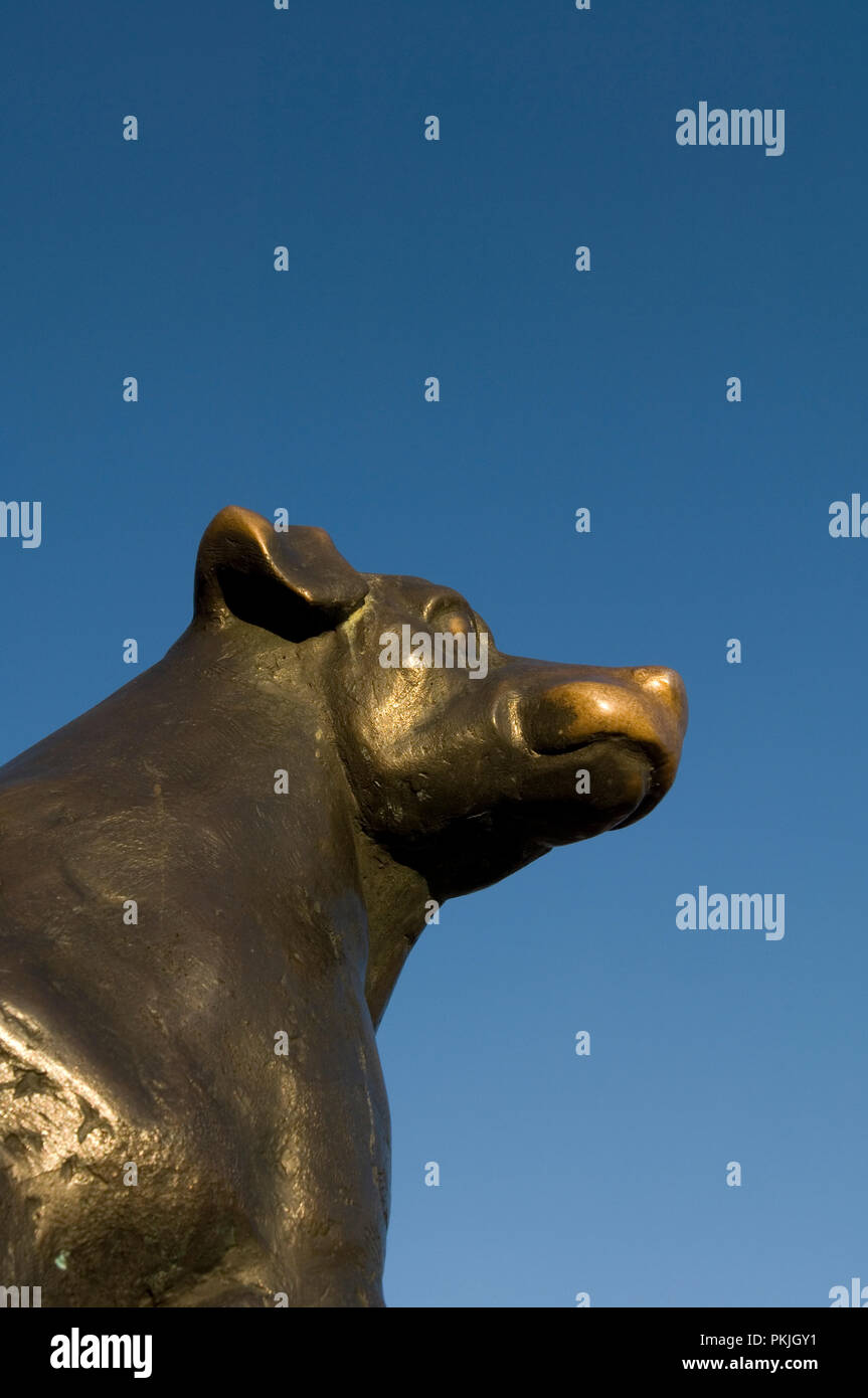 Bronze dog statue in Kazimierz, Poland Stock Photo Alamy