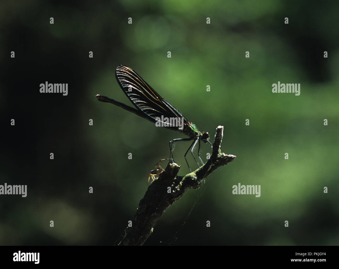 Damselfly resting on a twig on the Krutynia river in the Mazury region of Poland . Note spider below it June 2007 Stock Photo