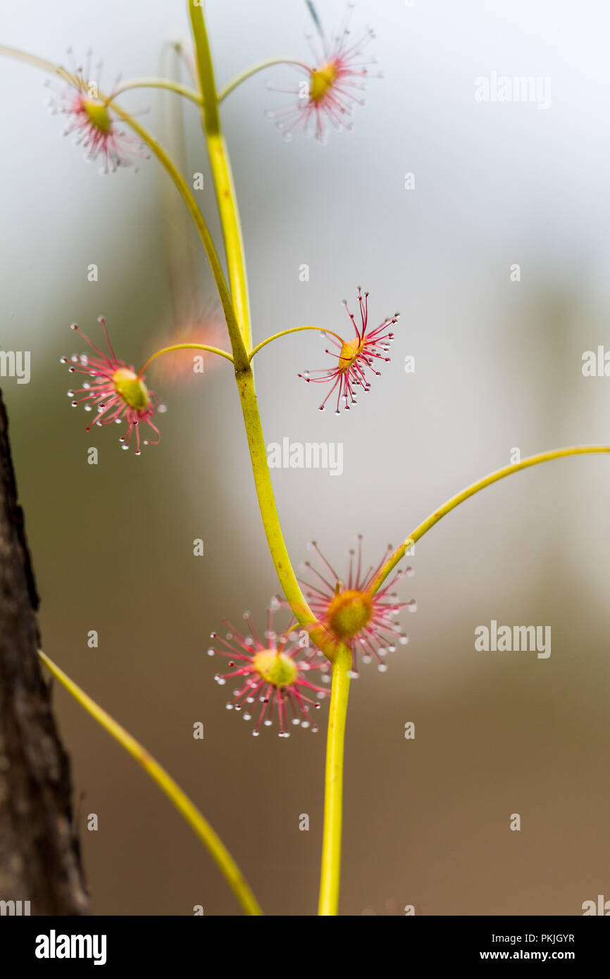 Drosera peltata Sundew Pemberton Stock Photo