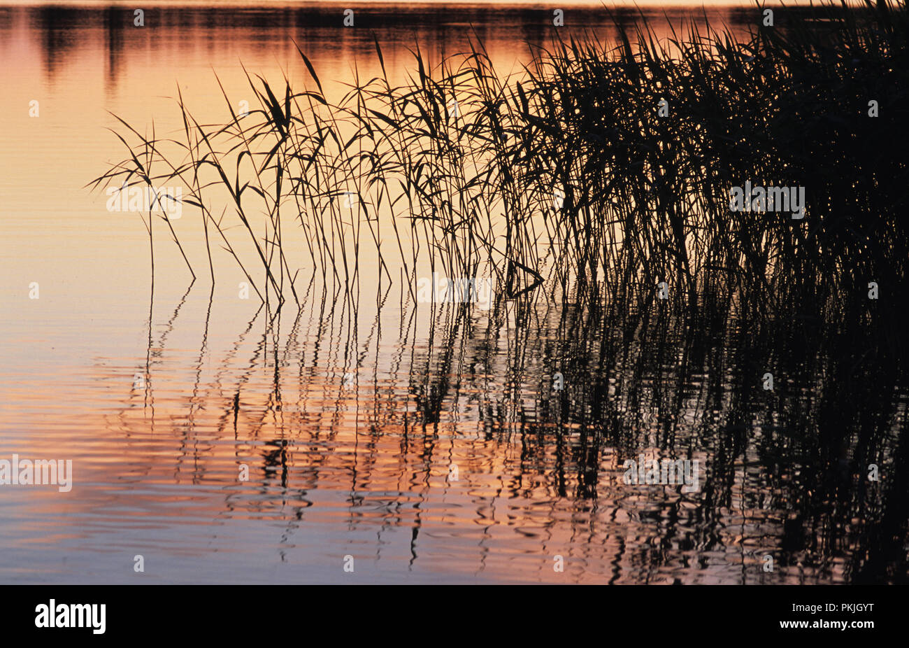 Sunset and reeds on a lake in Mazury region of Poland June 2007 Stock Photo