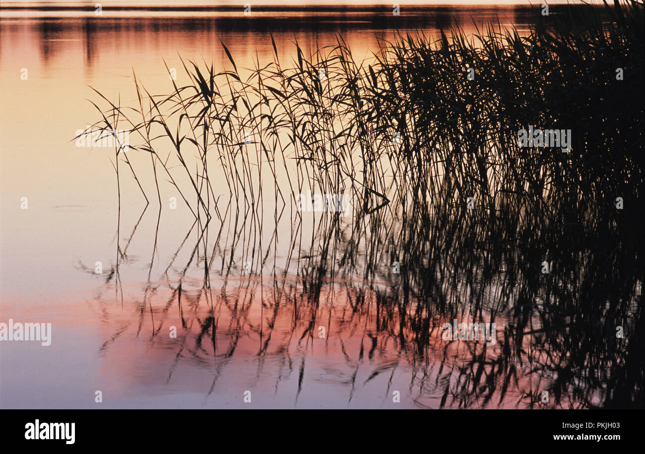 Sunset and reeds on a lake in Mazury region of Poland June 2007 Stock Photo