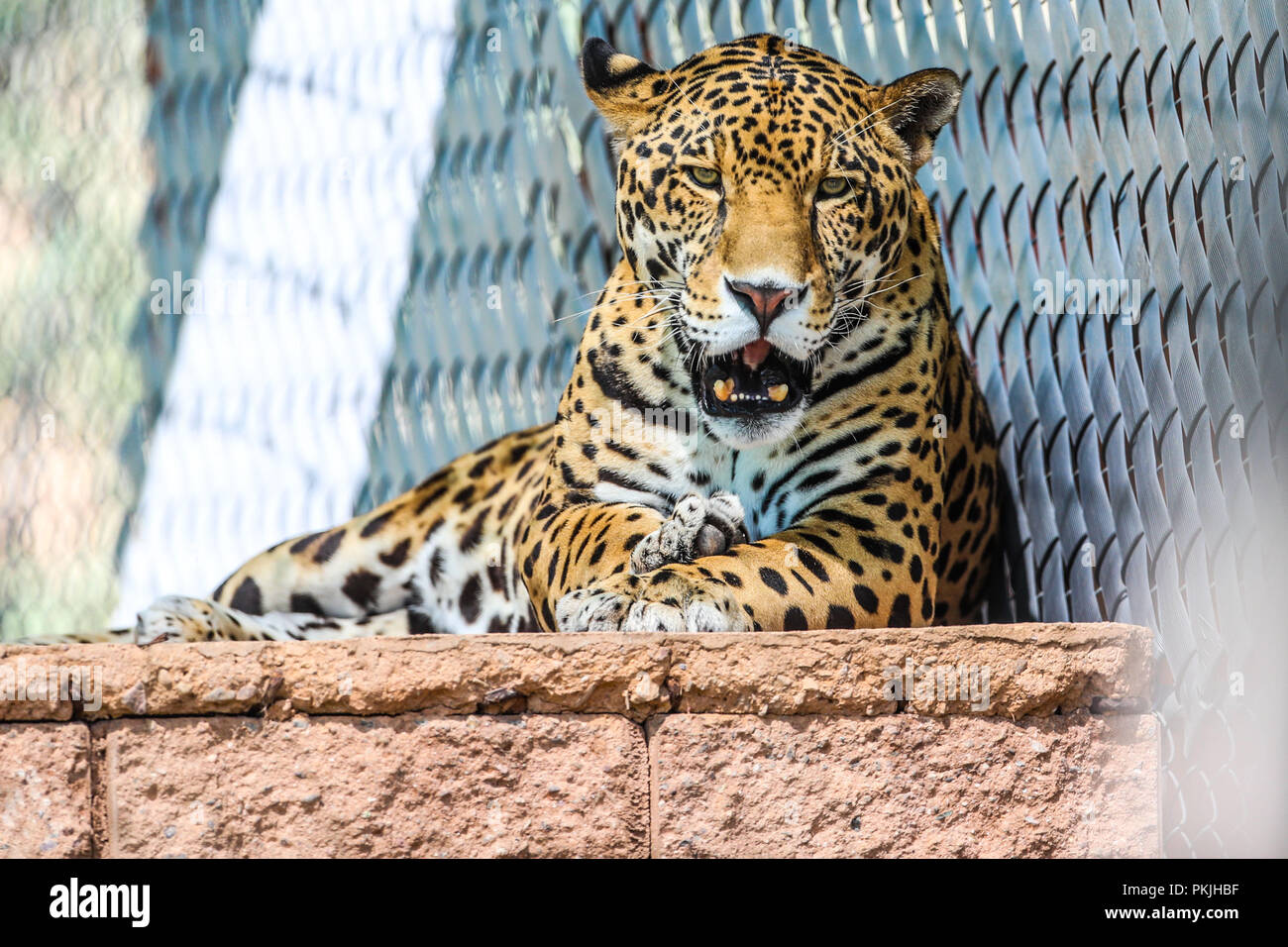 Jaguar in captivity, zoo. Feline, mammal, wild cat, carnivore, predator, animal, cat Stock Photo